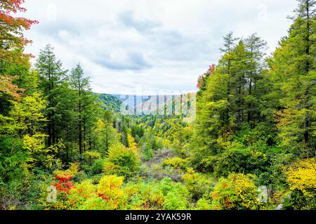 Le montagne Allegheny in autunno, il colorato fogliame giallo-rosso a Lindy Point si affacciano sul Blackwater Falls State Park, West Virginia Foto Stock