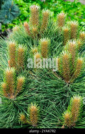 Pinus ponderosa 'la Sfinge' Pino giallo occidentale Ponderosa Foto Stock