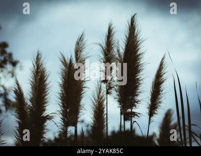 Primo piano retroilluminato di Cortaderia selloana comunemente nota come erba di Pampas, coltivata in Sud America Foto Stock