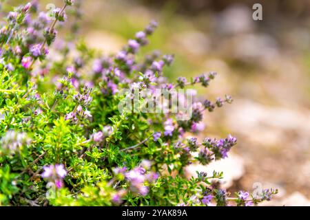 Fiore selvatico salato, erbe medicinali per il tè alle erbe coltivate sull'isola greca di Ikaria, in Grecia, noto come longevità zona blu macro primo piano Foto Stock