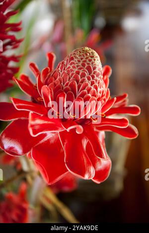 Rosso Etlingera elatior pianta in fiore, noto anche come torcia zenzero, tra gli altri nomi. Foto Stock