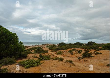 Spiaggia di sabbia la Barrosa a Novo Sancti Petri in Andalusia Foto Stock