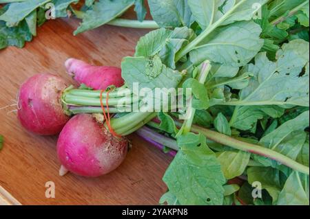 Rami appena raccolti con foglie verdi vibranti che giacciono su una superficie di legno in piena luce del sole, catturando il Bounty della natura Foto Stock
