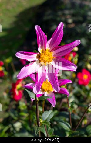 Vista ravvicinata della vivace rosa dahlia dahlia Honka Rose - Fiore Rosa Cartwheel con centri gialli luminosi in una sala da crook con giardino illuminato dal sole Foto Stock