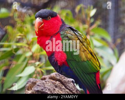 Meraviglioso e spettacolare Lory con copertura nera e piumaggio brillante e vivace. Foto Stock