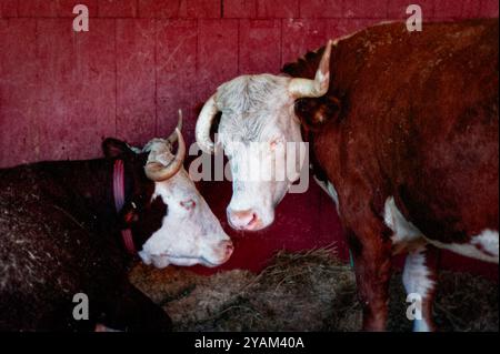 2024 Deerfield Fair - New Hampshire. Due mucche si posizionano perfettamente l'una rispetto all'altra si stagliano nel fienile in attesa di una raffigurata con un backgroun rosso intenso Foto Stock