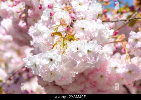 Fiore di ciliegio giapponese (Prunis serrulata), Huntsbury, Christchurch (Ōtautahi), Canterbury, nuova Zelanda Foto Stock