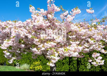 Fiore di ciliegio giapponese (Prunis serrulata), Huntsbury, Christchurch (Ōtautahi), Canterbury, nuova Zelanda Foto Stock