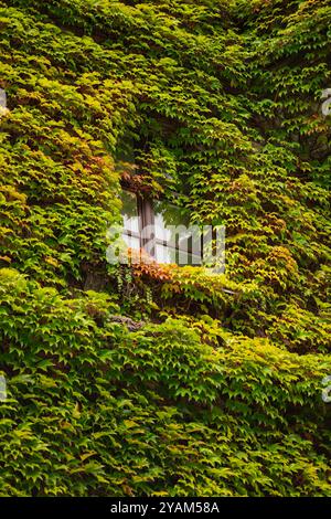 Finestra circondata da lussureggiante edera verde che copre una facciata di un vecchio edificio in un giorno d'autunno nuvoloso Foto Stock