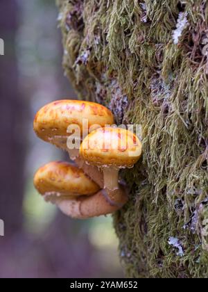 Una foto ravvicinata di un piccolo gruppo di funghi Pholiota che cresce sul lato di un albero in Idaho. Foto Stock