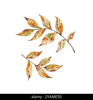 Foglie autunnali su una serie di disegni ad acquerello nei colori marrone, arancione, giallo e verde. Decorazione botanica per il Ringraziamento, Halloween, Foto Stock
