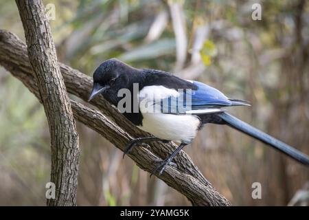 Magpie seduto su un ramo con piume blu, nere e bianche a contrasto, Giardino Botanico o Botanisk hanno, Università di Copenaghen, Danimarca, Europa Foto Stock