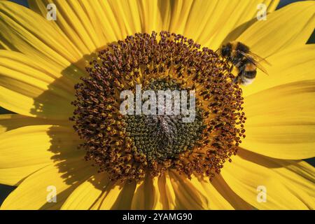 Vista ravvicinata di un girasole (Helianthus annuus) con un'ape al centro del fiore, Copenaghen, Danimarca, Europa Foto Stock