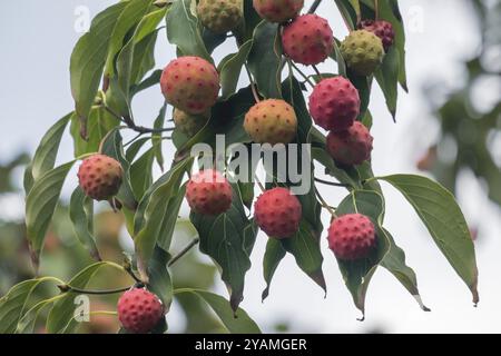 Legno di cane da fiore giapponese (Cornus kousa), frutta, Muensterland, Renania settentrionale-Vestfalia, Germania, Europa Foto Stock