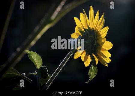 Vista posteriore di un girasole (Helianthus annuus) su sfondo scuro, Copenaghen, Danimarca, Europa Foto Stock