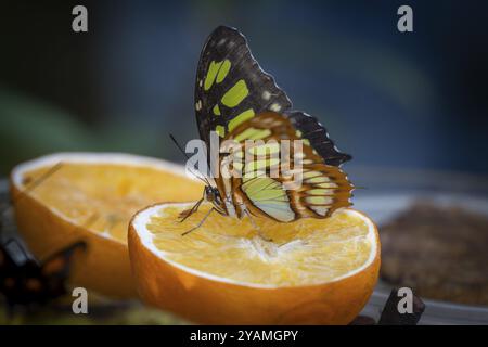 Farfalla malachita (Siproeta stelenes), farfalla che succhia liquido da un'arancia dimezzata, le ali colorate in marrone e giallo, farfalla ho Foto Stock