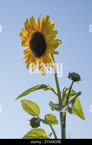 Girasole (Helianthus annuus) in piena fioritura torreggiante contro il cielo blu, Copenaghen, Danimarca, Europa Foto Stock