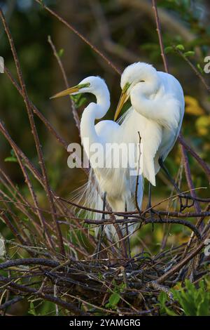 Due grandi egrette (Ardea alba), in nido, primavera, Wakodahatchee Wetlands, Delray Beach, Florida, Stati Uniti, Nord America Foto Stock