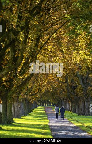 viale denso di castagni sulla diga del Reno vicino a Neuss, Deichallee, autunno, foglie colorate, camminatore, Renania settentrionale-Vestfalia, Germania, Europa Foto Stock