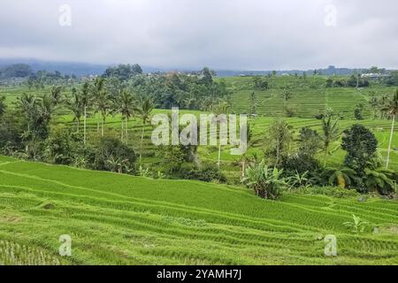 Vista panoramica sulle risaie a terrazza Jatiluwih, Bali, Indonesia, Asia Foto Stock