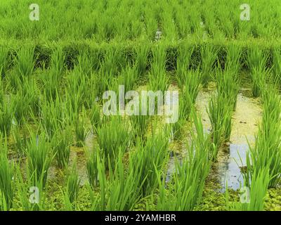 Vista ravvicinata sulle risaie a terrazza Jatiluwih, Bali, Indonesia, Asia Foto Stock