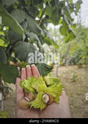 Mano femminile che tiene le nocciole con bucce verdi su fondo di frutteto sfocato con alberi verdi. Raccolta di frutta secca fresca di stagione Foto Stock