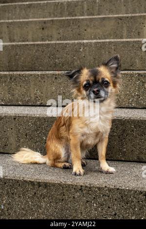 Chihuahua dai capelli lunghi marrone seduto su una scala di pietra che guarda alla telecamera, Nussdorf, Baviera, Germania, Europa Foto Stock