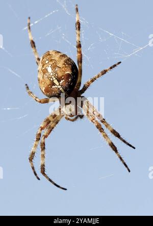 Attraversa il ragno nascosto di fronte a un cielo blu Foto Stock