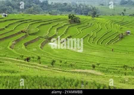 Vista panoramica sulle risaie a terrazza Jatiluwih, Bali, Indonesia, Asia Foto Stock