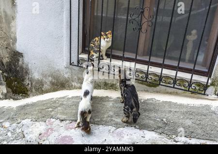 Tre gatti per strada nella vecchia città di Kotor, Montenegro, Europa Foto Stock