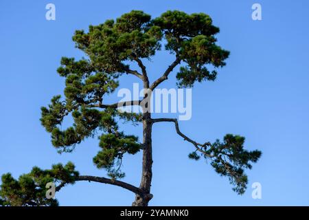 L'alto pino si erge contro un cielo blu brillante, con i suoi rami che si estendono in forme uniche e irregolari. Foto Stock