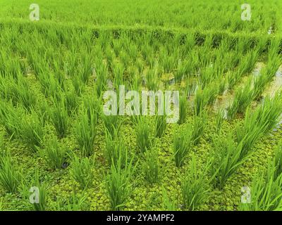 Vista ravvicinata sulle risaie a terrazza Jatiluwih, Bali, Indonesia, Asia Foto Stock