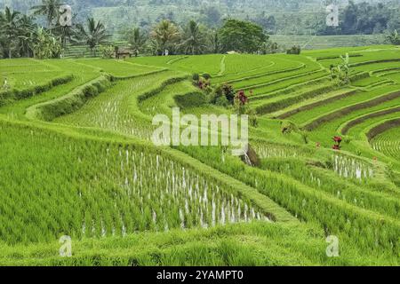Vista panoramica sulle risaie a terrazza Jatiluwih, Bali, Indonesia, Asia Foto Stock