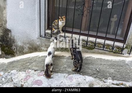 Tre gatti per strada nella vecchia città di Kotor, Montenegro, Europa Foto Stock