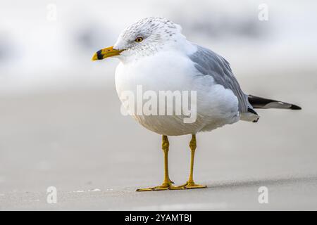 Gabbiano con becco ad anello (Larus delawarensis) in piedi lungo la costa a Jacksonville Beach, Florida. (USA) Foto Stock