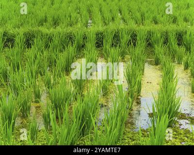 Vista ravvicinata sulle risaie a terrazza Jatiluwih, Bali, Indonesia, Asia Foto Stock