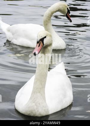 Due cigni bianchi nuotano sul fiume Moldava a Praga, Repubblica Ceca, Europa Foto Stock