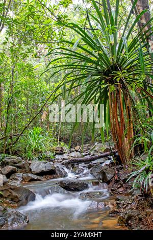 Scorre attraverso la foresta pluviale nel Blue River Provincial Park Foto Stock