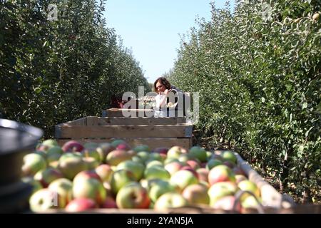 Una lavoratrice stagionale versa le mele fresche raccolte da un secchio in grandi casse di legno durante la raccolta in un frutteto in una giornata di sole Foto Stock