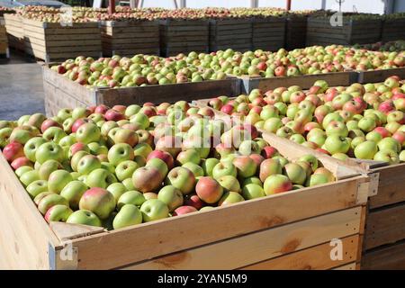 Le mele appena raccolte giacciono in una grande cassa di legno nel frutteto della fattoria in autunno, giorno di sole Foto Stock