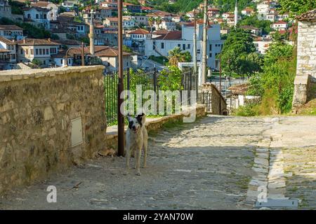 Un cane randagio senzatetto vagava per le strade nello storico quartiere Gorica di Berat in Albania. Berat è patrimonio dell'umanità dell'UNESCO, conosciuta per la sua architettura ottomana Foto Stock