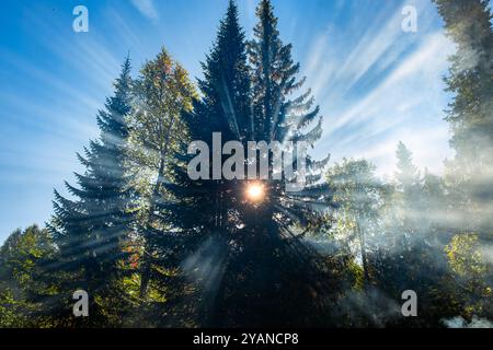 Atmosfera magica creata dalla luce del sole che filtra attraverso la foresta nebbiosa, evocando una fiaba serena. La bellezza della natura invita a immergersi in un ambiente tranquillo Foto Stock