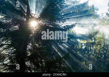 La magica luce del sole che filtra attraverso la nebbiosa tettoia della foresta, illuminando i lussureggianti dintorni verdi e creando un'atmosfera tranquilla in un incantevole ambiente boschivo Foto Stock