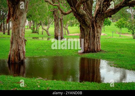 Alberi nativi australiani dopo la pioggia Foto Stock