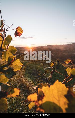 Sonnenaufgang über den Weinreben und Weinhügeln der Südsteiermark entlang der südsteirischen Weinstraße in der Nähe von Leutschach im Herbst AM 06.10.2024. // sorgere del sole sulle vigne e sulle colline vinicole della Stiria meridionale lungo la strada del vino della Stiria meridionale nei pressi di Leutschach in autunno il 6 ottobre 2024. - 20241006 PD26279 credito: APA-PictureDesk/Alamy Live News Foto Stock