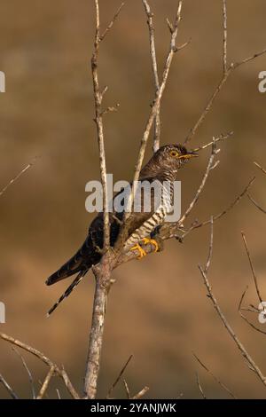 Cuckoo comune (Cuculus canorus) giovanile Norfolk ottobre 2024 Foto Stock