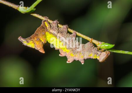 Bruco di Moth prominente (Notodonta dromedarius). Notodontidae. Sussex, Regno Unito Foto Stock