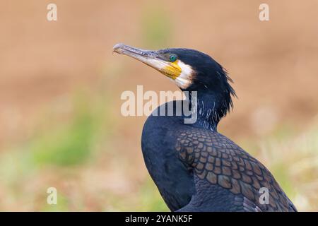 Grande cormorano (Phalacrocorax carbo) primo piano con dettagli in piuma, Assia, Germania Foto Stock