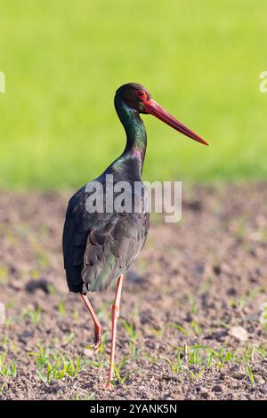 Cicogna nera (Ciconia nigra) adulti, Baviera, Germania Foto Stock