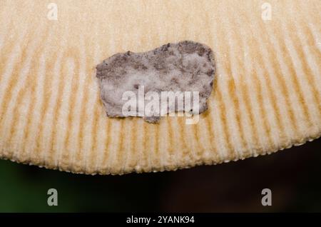 Primo piano Grisette Toadstool in pelle di serpente (Amanita ceciliae) che mostra una scala croccante grigia sul cappuccio. Amanitidae. Sussex, UK Image Foto Stock